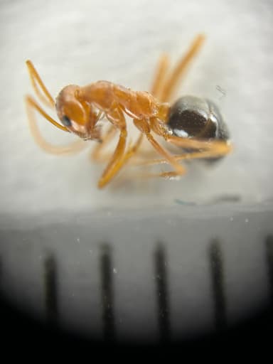 Myrmecocystus kennedyi photo 13