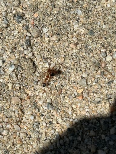 Myrmecocystus kennedyi photo 14