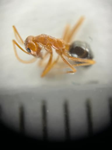 Myrmecocystus kennedyi photo 16