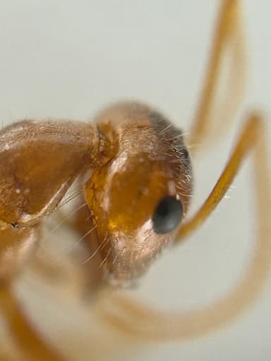 Myrmecocystus kennedyi photo 19