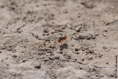 Myrmecocystus kennedyi photo 21