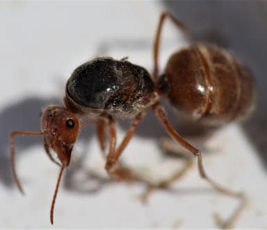 Myrmecocystus kennedyi photo 42