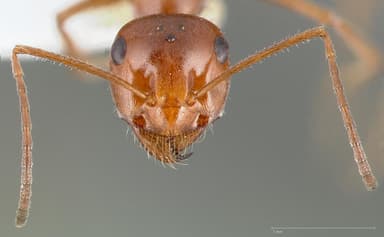 Myrmecocystus kennedyi — queen photo 1
