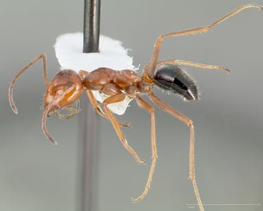 Myrmecocystus kennedyi — queen photo 3