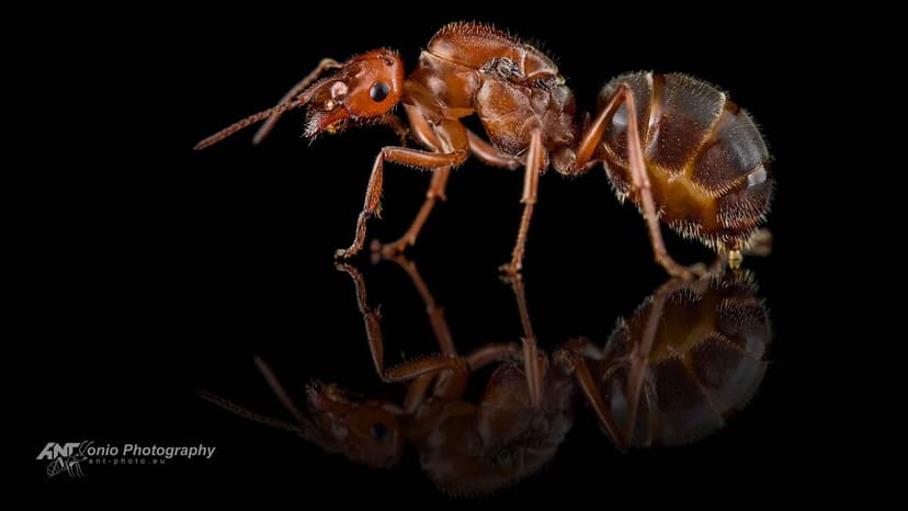 Myrmecocystus mendax photo 1
