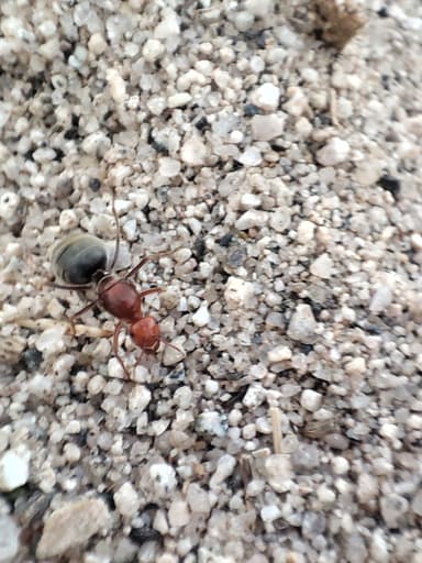 Myrmecocystus mendax photo 15