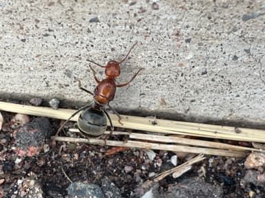 Myrmecocystus mendax photo 16