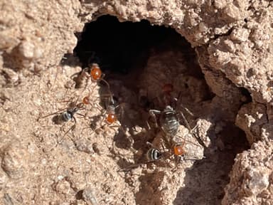 Myrmecocystus mendax photo 17