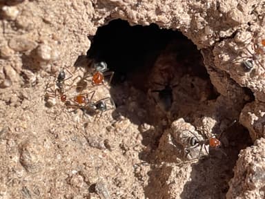 Myrmecocystus mendax photo 18