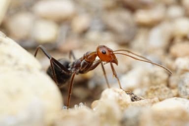 Myrmecocystus mendax photo 21