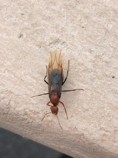 Myrmecocystus mendax photo 26