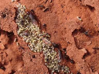 Myrmecocystus mendax photo 28