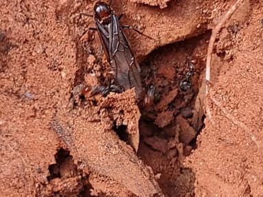 Myrmecocystus mendax photo 31