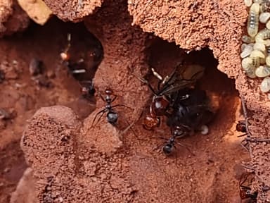 Myrmecocystus mendax photo 32