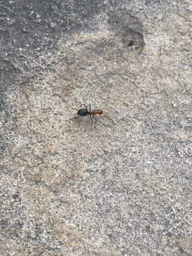 Myrmecocystus mendax — worker photo 33