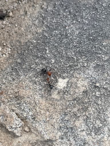 Myrmecocystus mendax — worker photo 34