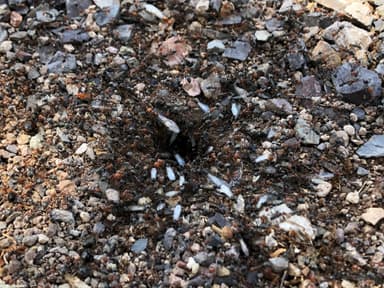 Myrmecocystus mendax photo 35