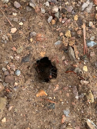 Myrmecocystus mendax photo 36