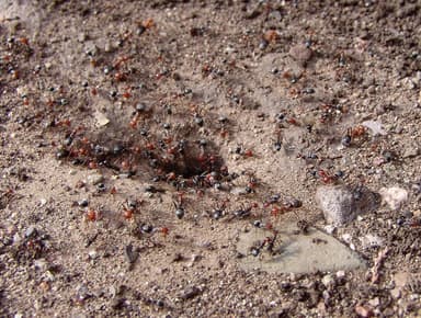 Myrmecocystus mendax photo 37