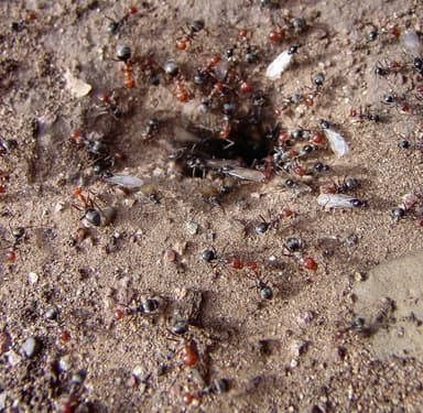 Myrmecocystus mendax photo 38