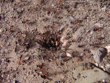 Myrmecocystus mendax photo 39