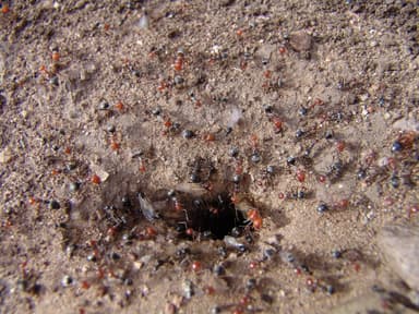 Myrmecocystus mendax photo 40