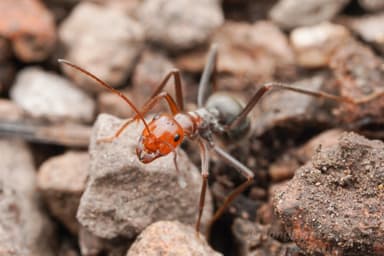Myrmecocystus mendax photo 41