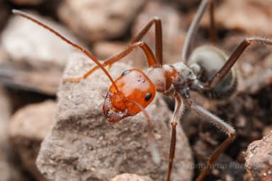 Myrmecocystus mendax photo 42