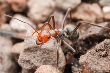 Myrmecocystus mendax photo 43