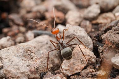 Myrmecocystus mendax photo 45