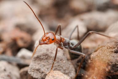 Myrmecocystus mendax photo 46