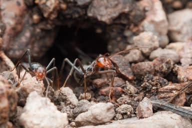 Myrmecocystus mendax photo 49