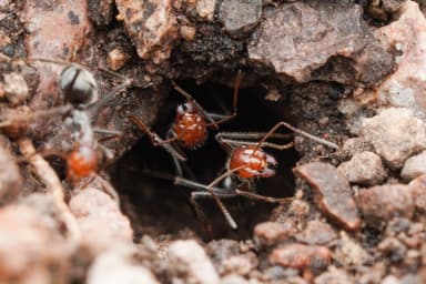 Myrmecocystus mendax photo 50