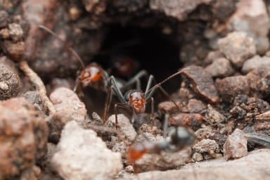 Myrmecocystus mendax photo 54