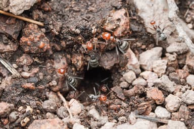 Myrmecocystus mendax photo 55