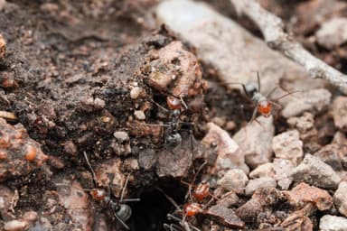 Myrmecocystus mendax photo 57