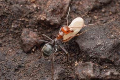 Myrmecocystus mendax photo 58