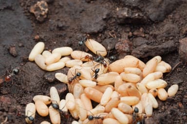 Myrmecocystus mendax photo 59