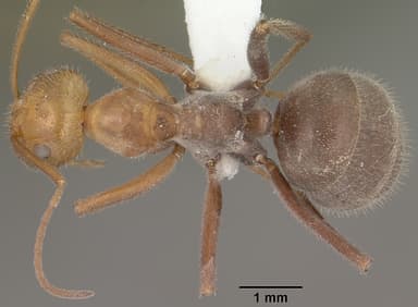 Myrmecocystus mendax — queen photo 10