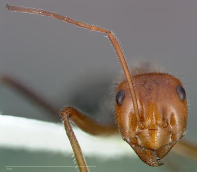Myrmecocystus mendax — queen photo 13