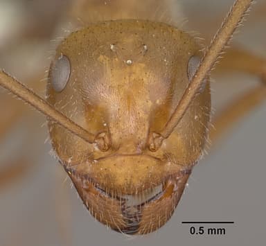 Myrmecocystus mendax — queen photo 14