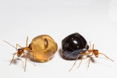 Myrmecocystus mexicanus — colony photo 8