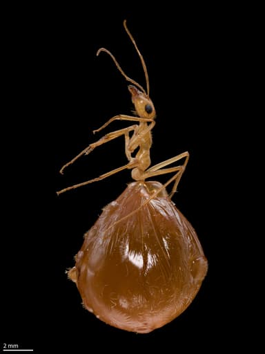 Myrmecocystus mexicanus — colony photo 9