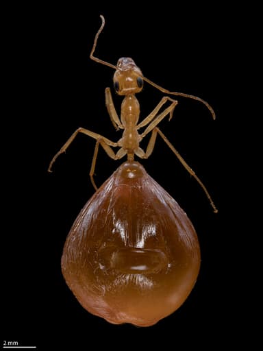 Myrmecocystus mexicanus — colony photo 10