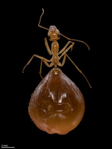 Myrmecocystus mexicanus — colony photo 11