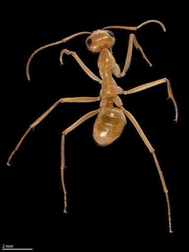 Myrmecocystus mexicanus — colony photo 13