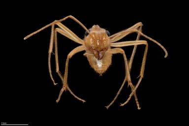 Myrmecocystus mexicanus — colony photo 15