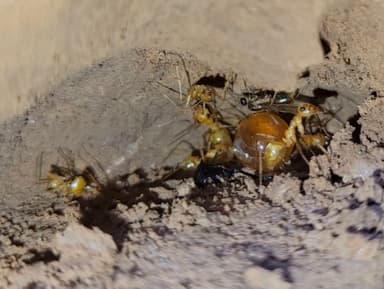 Myrmecocystus mexicanus — colony photo 17