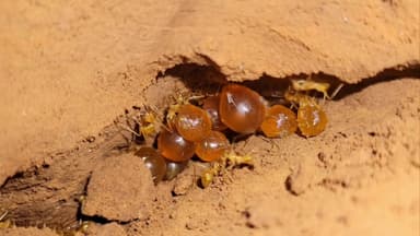 Myrmecocystus mexicanus — colony photo 18