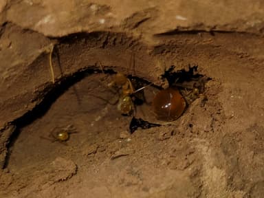 Myrmecocystus mexicanus — colony photo 19